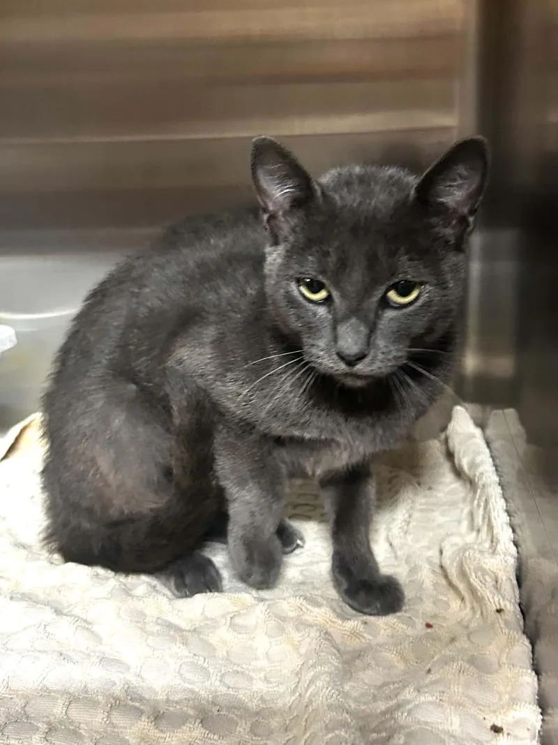 A baby small-sized female Gray / Blue / Silver Domestic Short Hair cat named Lannie C Therrien for adoption in Saunderstown, RI