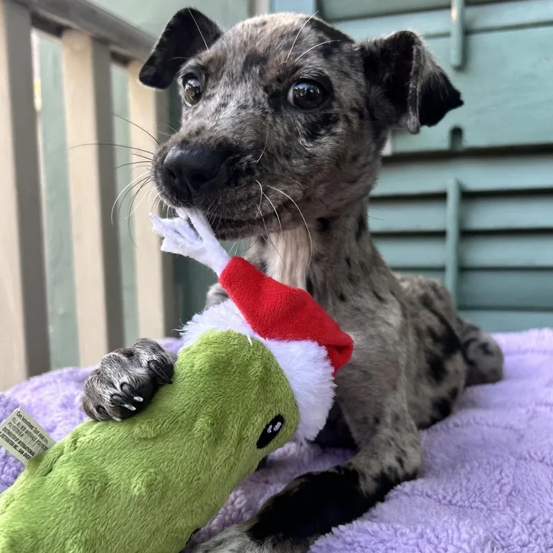 A baby medium-sized female Gray / Blue / Silver Catahoula Leopard Dog dog named Marlowe for adoption in New Orleans, LA