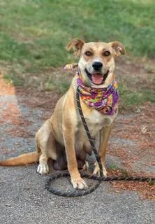 A young medium-sized female Cattle Dog dog named Nellie for adoption in Shillington, PA