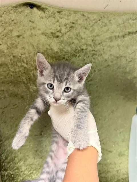 A baby small-sized male Domestic Short Hair cat named Mike for adoption in Riverside, CA