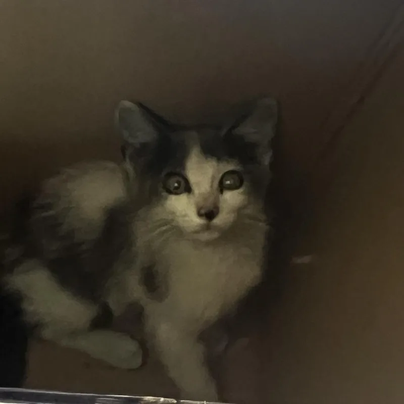 A baby small-sized male Gray / Blue / Silver Domestic Short Hair cat named 72102 for adoption in Harrisonburg, VA