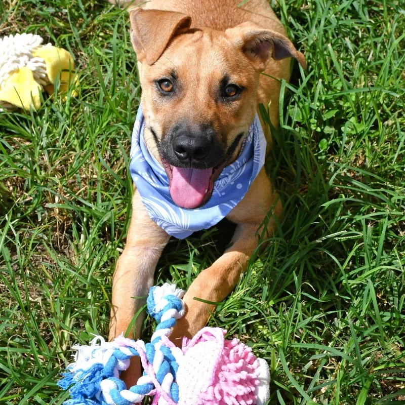 A baby small-sized male Labrador Retriever dog named Hayride for adoption in Beaumont, TX