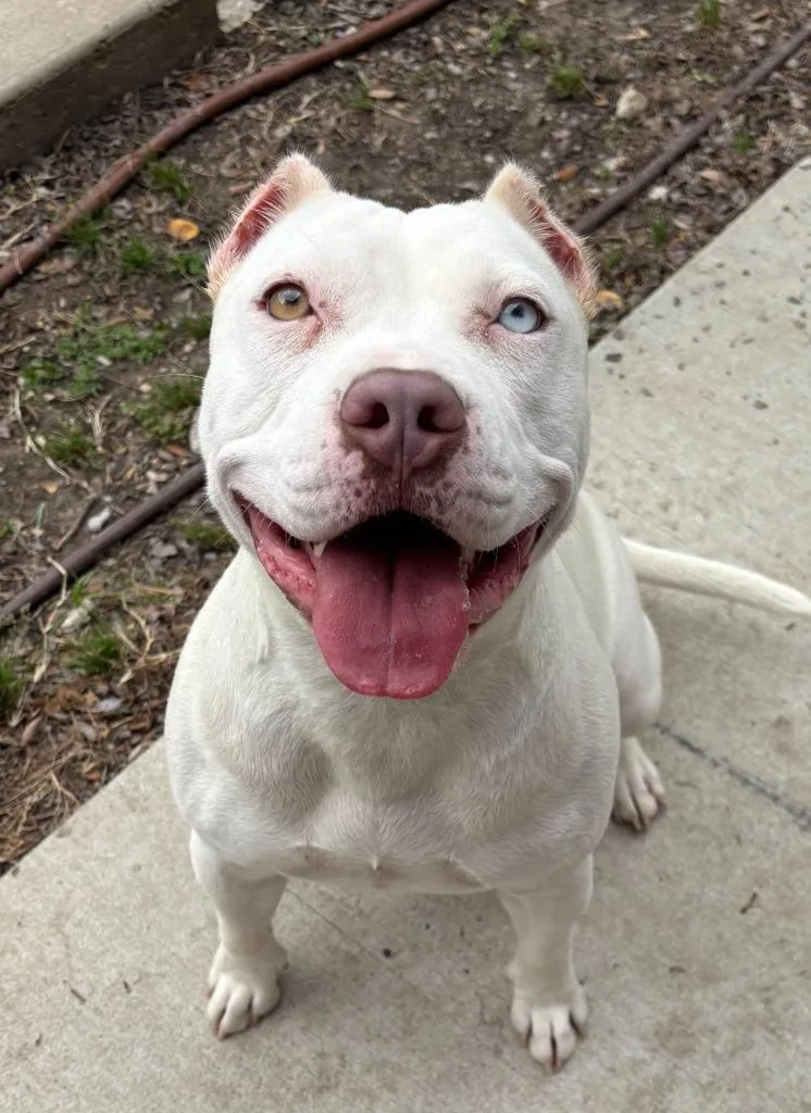A young large-sized female Pit Bull Terrier dog named Dreamy for adoption in Little Elm, TX