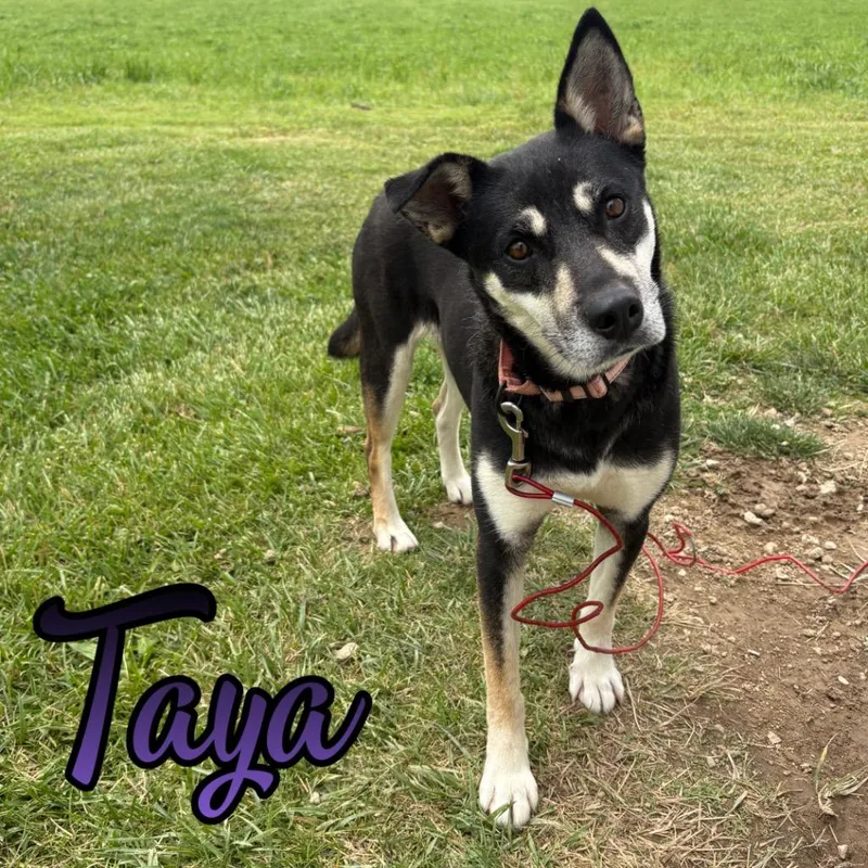 Taya thumbnail 2