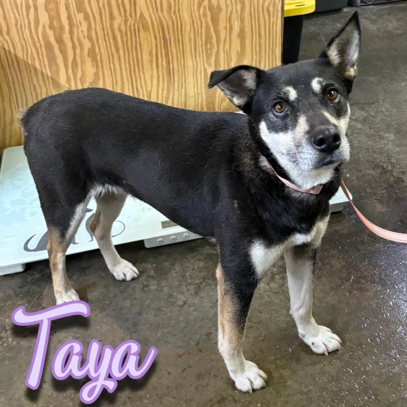 Taya thumbnail 3