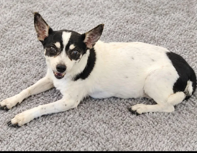 A senior small-sized female Chihuahua dog named Sara Moore for adoption in Saunderstown, RI