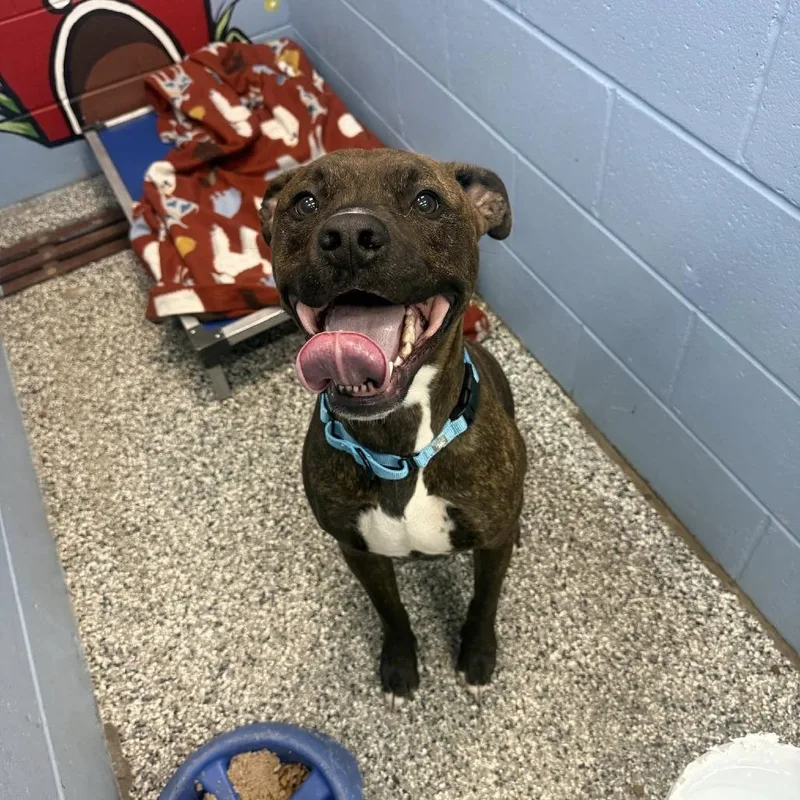 An adult large-sized male Brindle Boxer dog named Brownie for adoption in Collinsville , OK