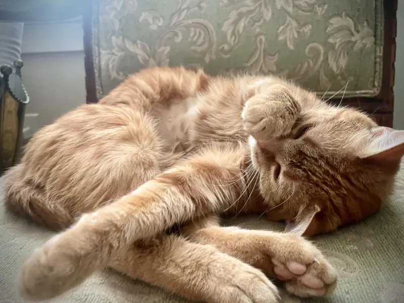 An adult medium-sized female Orange / Red American Shorthair cat named Corley for adoption in Philadelphia, PA
