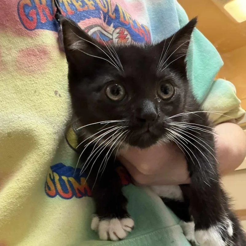 A baby small-sized female Black Domestic Medium Hair cat named Binx for adoption in Beckley, WV