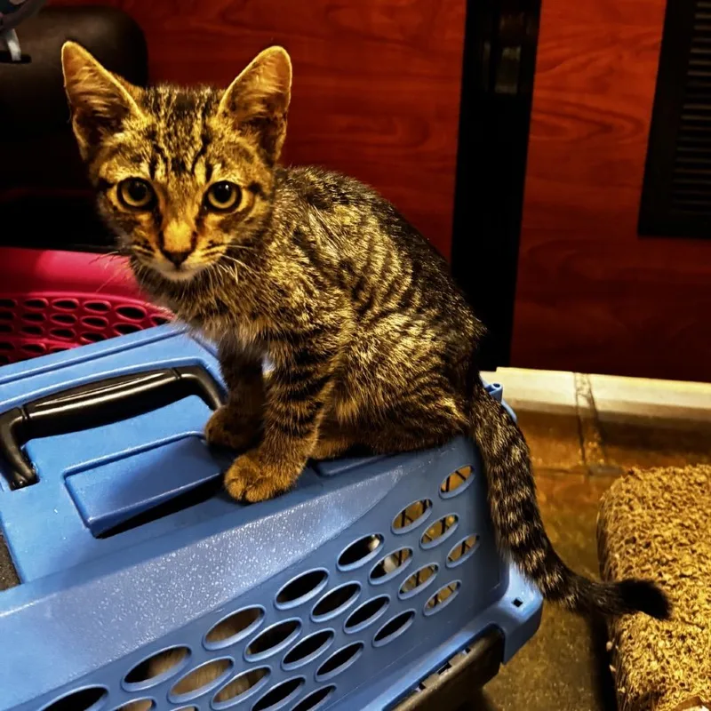 A baby small-sized male Brown / Chocolate Domestic Short Hair cat named David for adoption in Hemet, CA