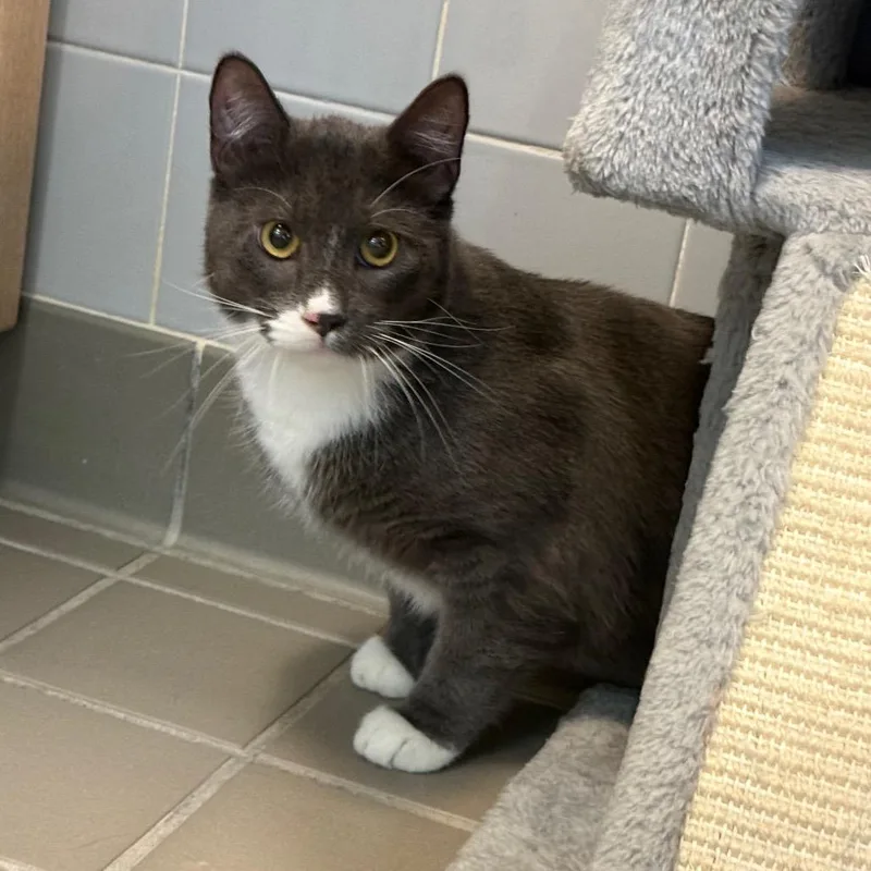 A young large-sized male Gray / Blue / Silver Domestic Short Hair cat named Louis for adoption in Wantagh, NY