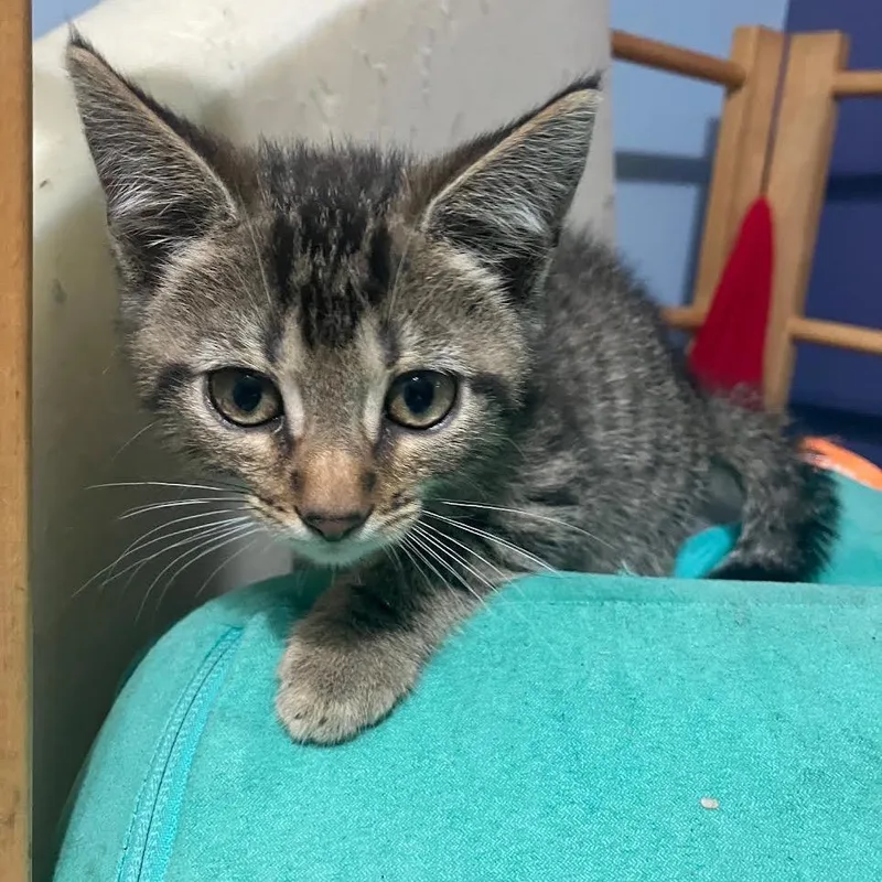 Caldecott thumbnail 2