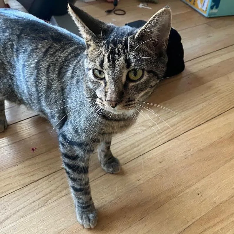 Caldecott thumbnail 3