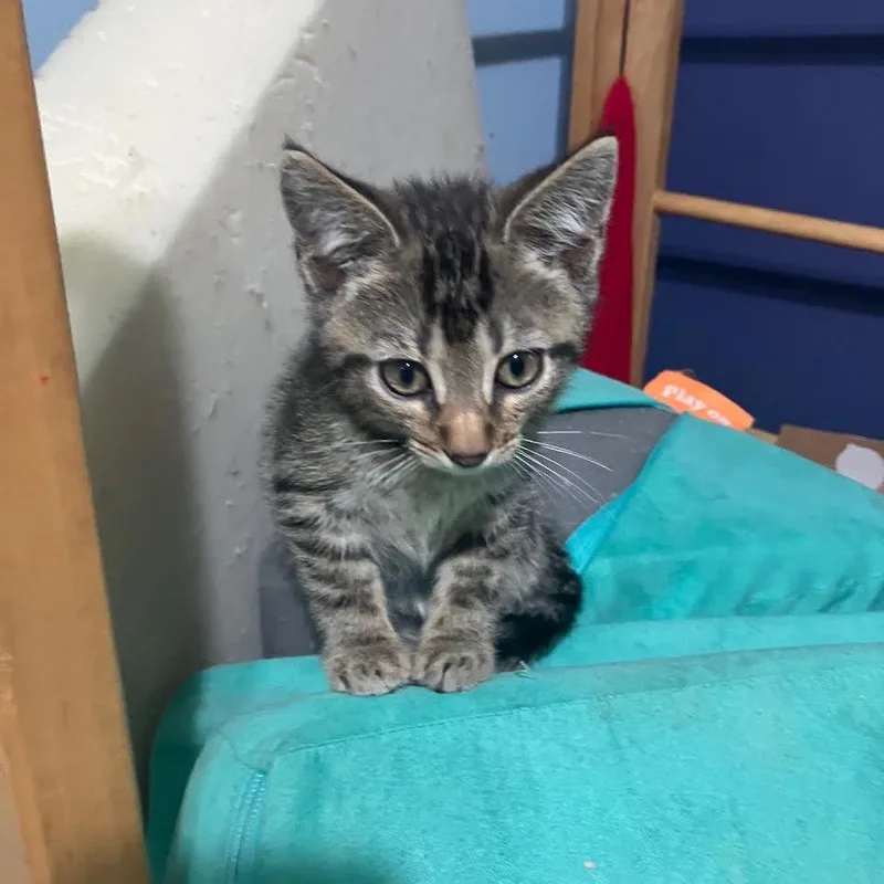 Caldecott thumbnail 4