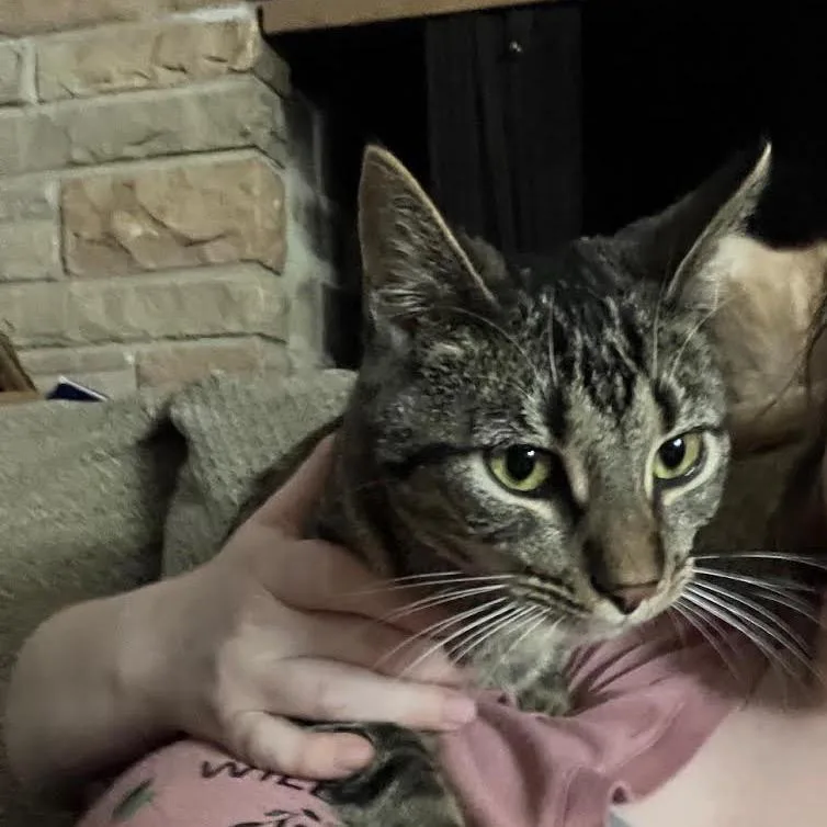 Caldecott thumbnail 5