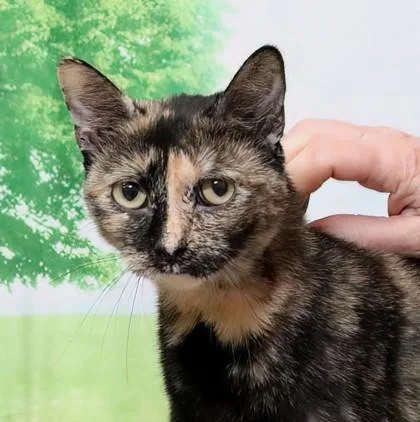 An adult small-sized female Domestic Short Hair cat named Yertule for adoption in West Chester, PA