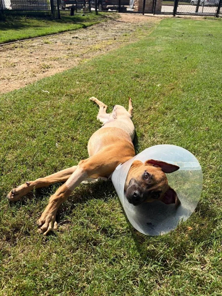 A baby small-sized male Brown / Chocolate Shepherd dog named Bonez for adoption in Dallas, TX