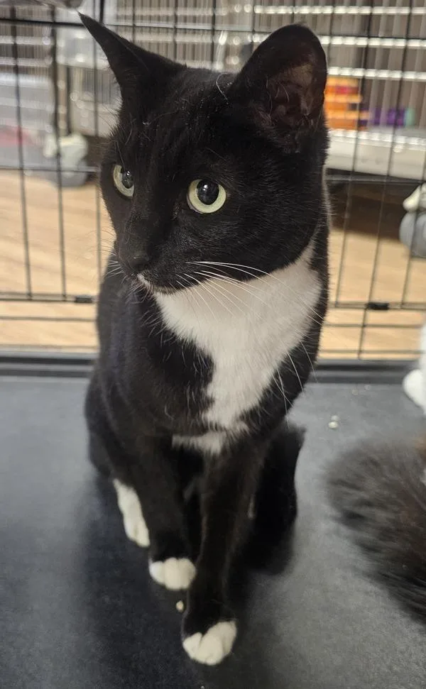 A senior medium-sized female Domestic Short Hair cat named Molly for adoption in Cleveland, TN