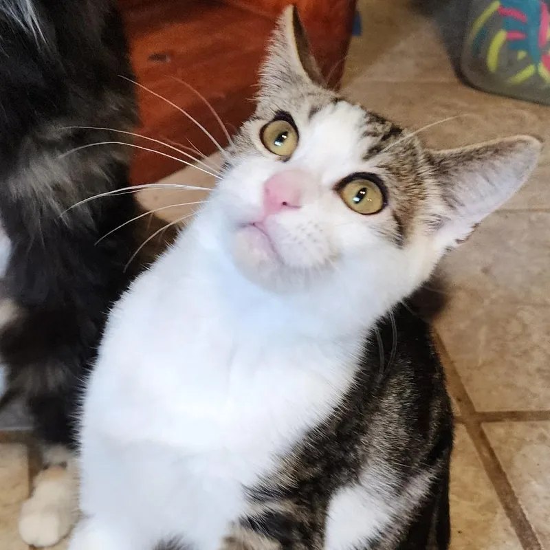 A baby small-sized male White Domestic Short Hair cat named Sean O'Purry for adoption in Inver Grove Heights, MN