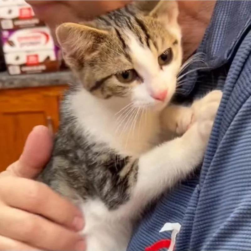 Sean O'Purry thumbnail 4