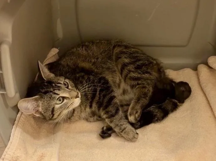 An adult small-sized female Domestic Short Hair cat named Luli for adoption in Ferndale, MI