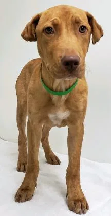 An adult large-sized male Labrador Retriever dog named Kopak for adoption in Phoenix, AZ