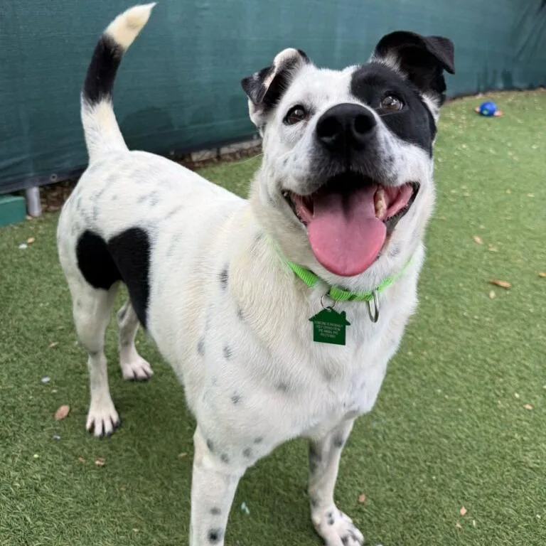 An adult medium-sized female White / Cream Cattle Dog dog named Sheytoon for adoption in San Diego, CA