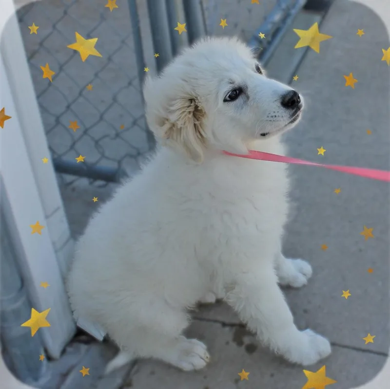 A baby extra large-sized male White / Cream Great Pyrenees dog named Kodiak for adoption in Amelia, OH