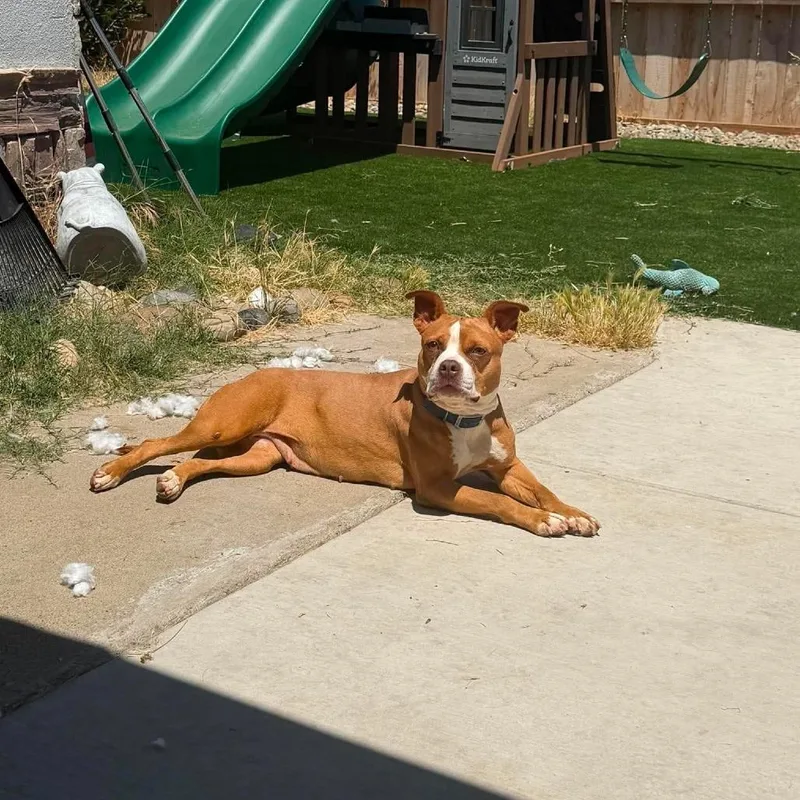 An adult medium-sized female Apricot / Beige Staffordshire Bull Terrier dog named Bianca for adoption in Turlock, CA