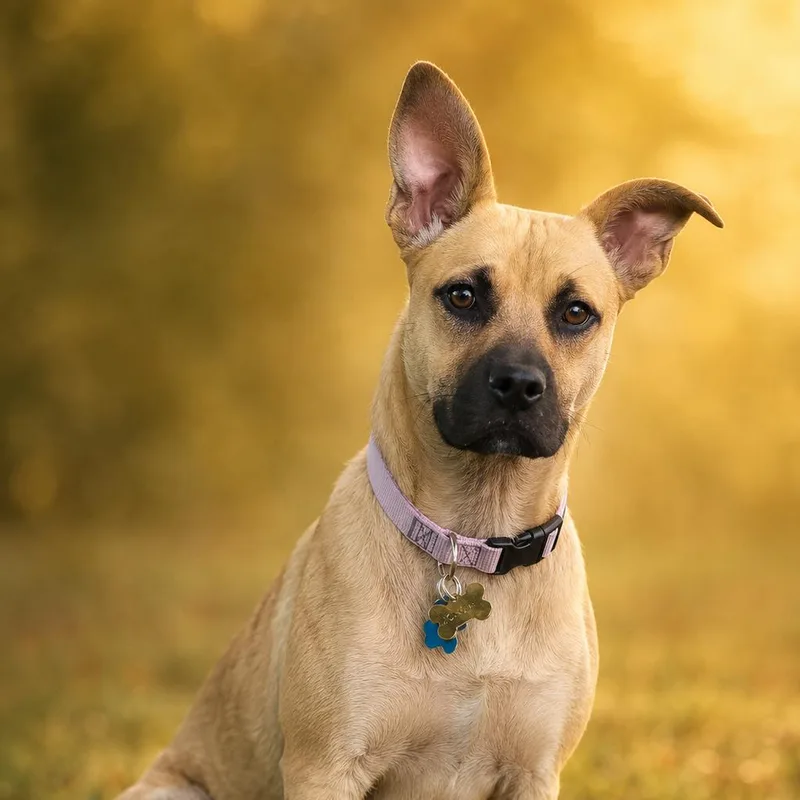 A young medium-sized female Yellow / Tan / Blond / Fawn Black Mouth Cur dog named Mox Opal for adoption in Santa Fe, TX