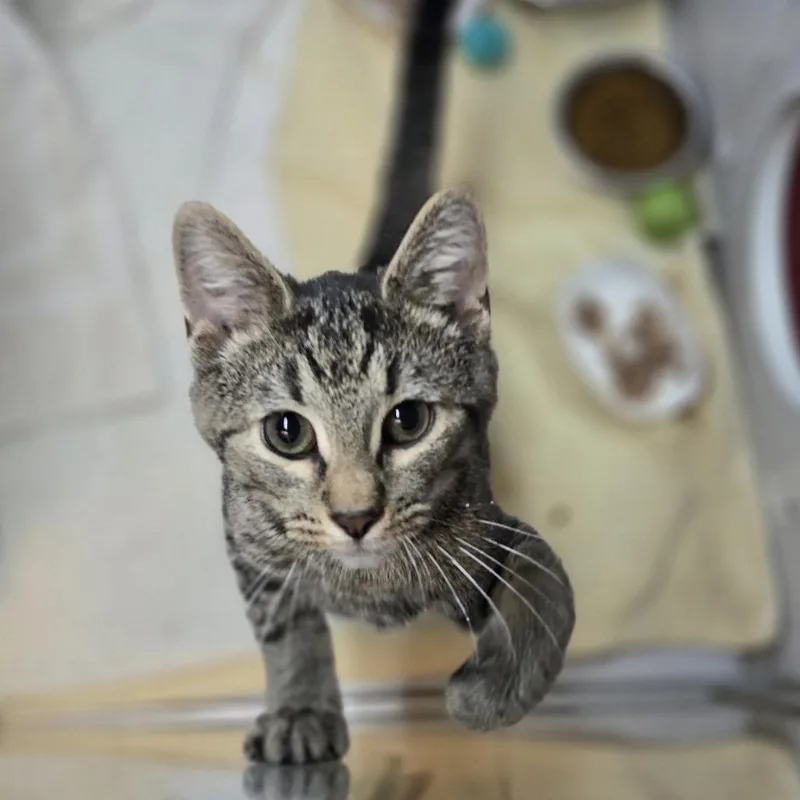 A baby small-sized male Brown / Chocolate Domestic Short Hair cat named Sker Boi for adoption in Pittsburgh, PA