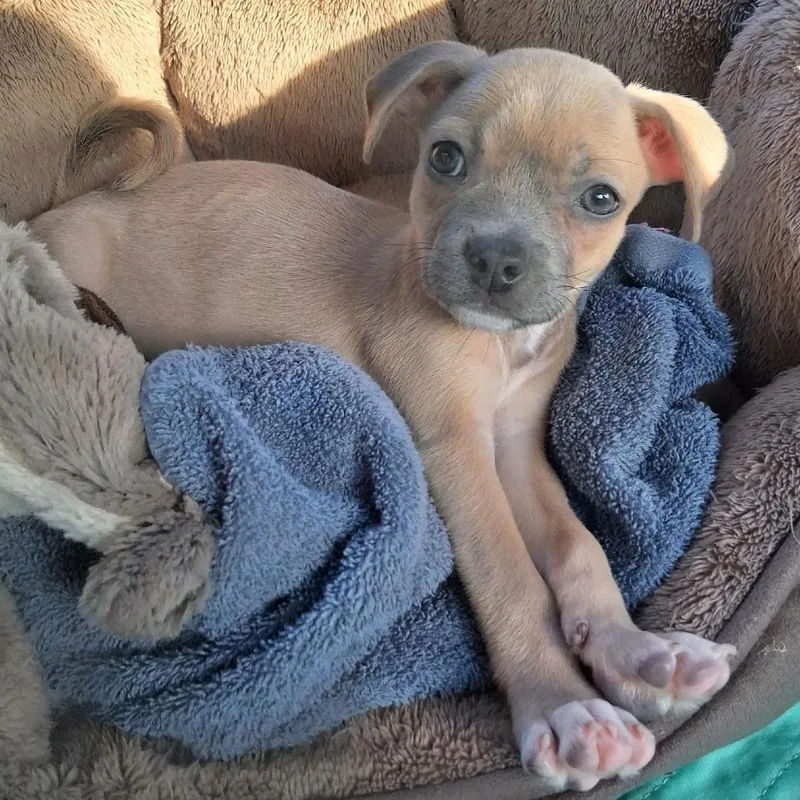 A baby small-sized female Yellow / Tan / Blond / Fawn Terrier dog named Rabbit for adoption in San Antonio, TX