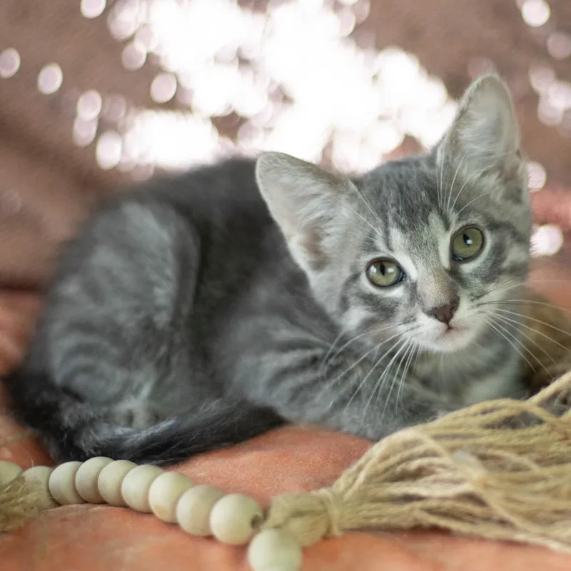 A baby small-sized female Gray / Blue / Silver Domestic Short Hair cat named Cassidy for adoption in Brownsboro, AL
