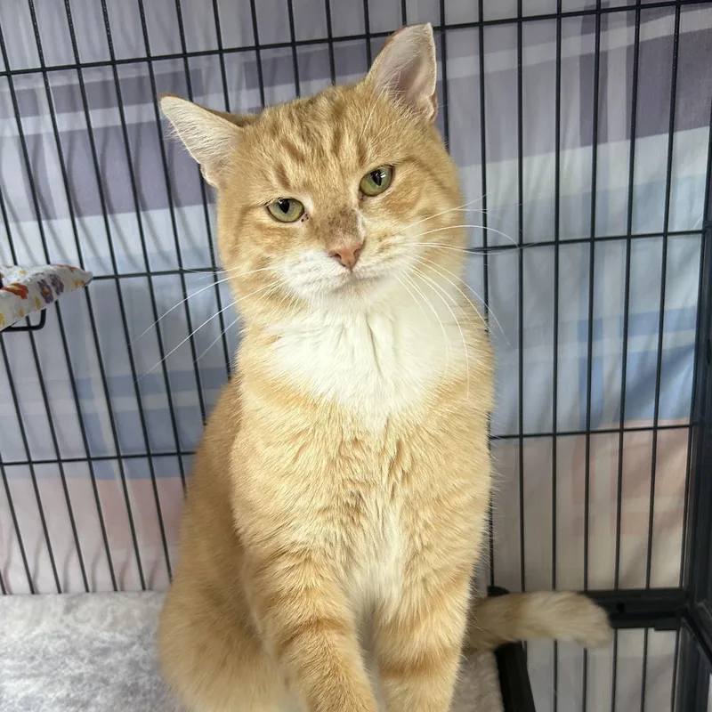 An adult medium-sized male Orange & White Domestic Short Hair cat named Cadillac for adoption in St. Louis, MO