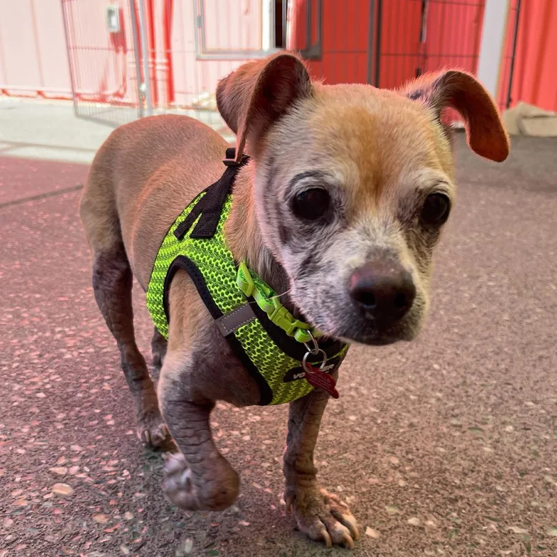 A senior small-sized male Yellow / Tan / Blond / Fawn Chihuahua dog named Gucci for adoption in San Francisco, CA