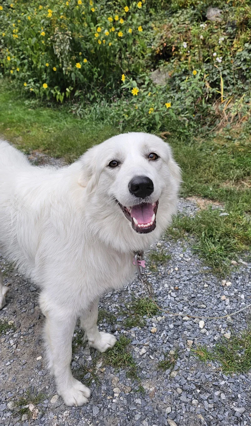 Meleys in NH thumbnail 2
