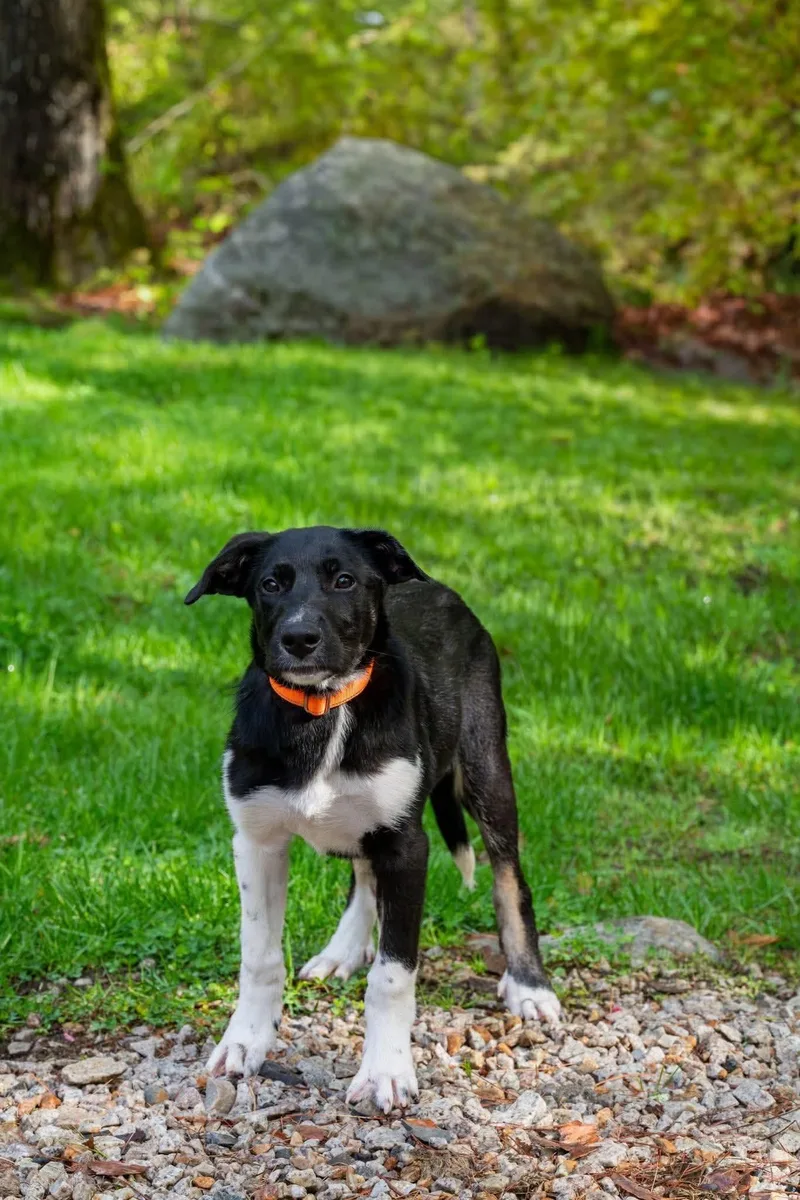 A baby medium-sized male Mixed Breed dog named Speckles for adoption in Berwick, ME