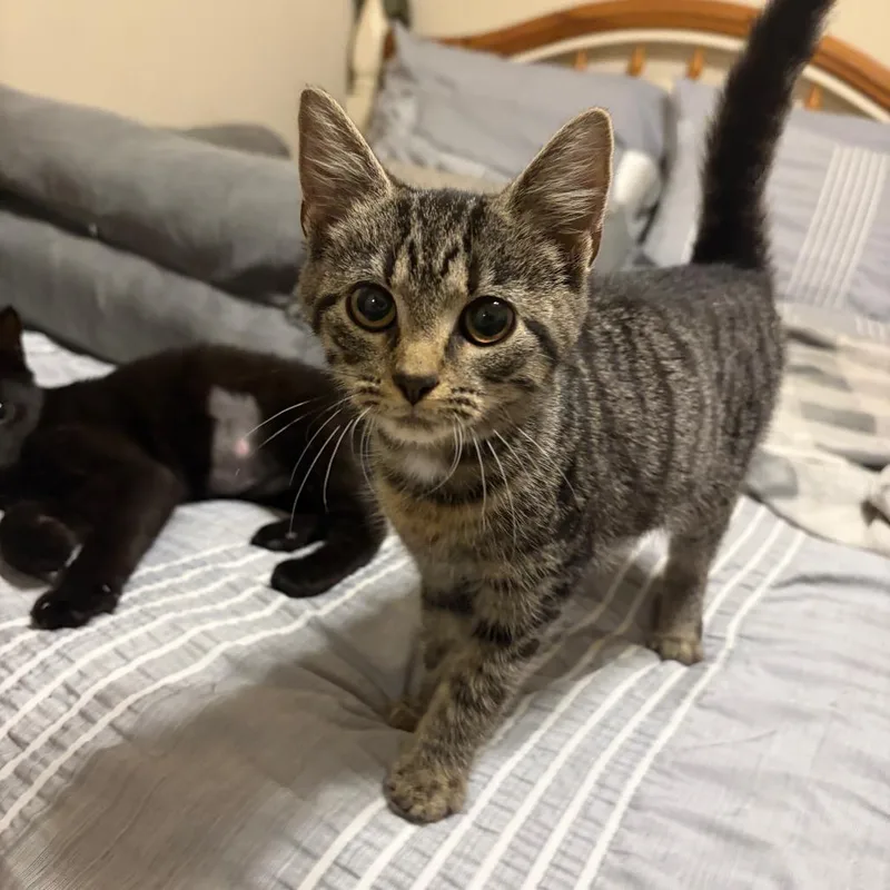 A baby small-sized female Brown / Chocolate Domestic Short Hair cat named Anneliese for adoption in Georgetown, KY