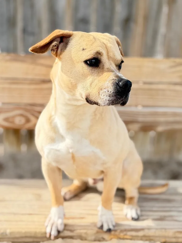Goliath