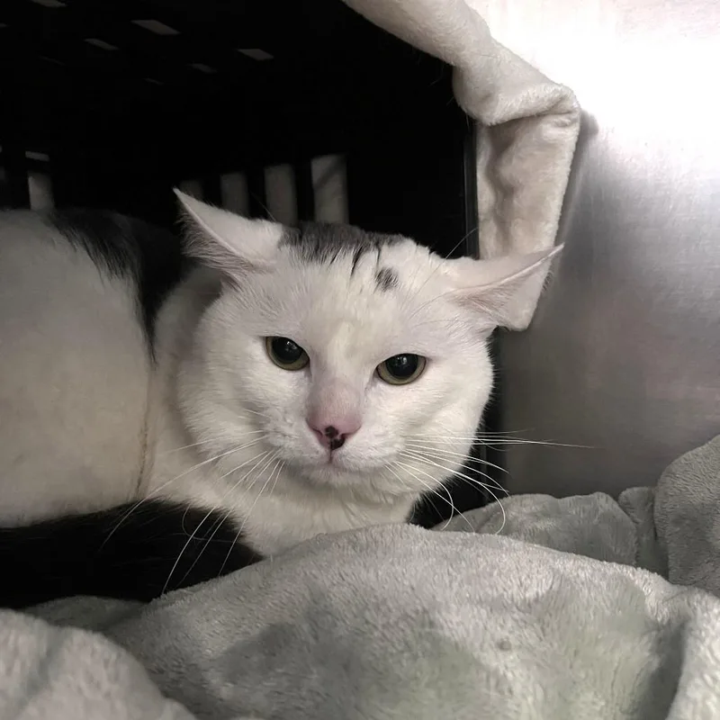 A young medium-sized male White Domestic Short Hair cat named James for adoption in Brockton, MA