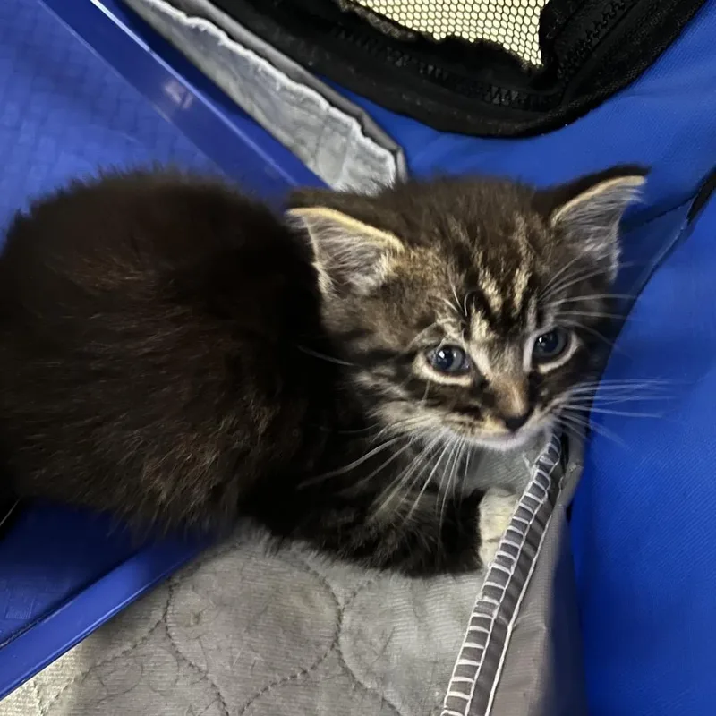 A baby small-sized female Gray / Blue / Silver Domestic Short Hair cat named Adelaide Located in for adoption in Alexandria, VA