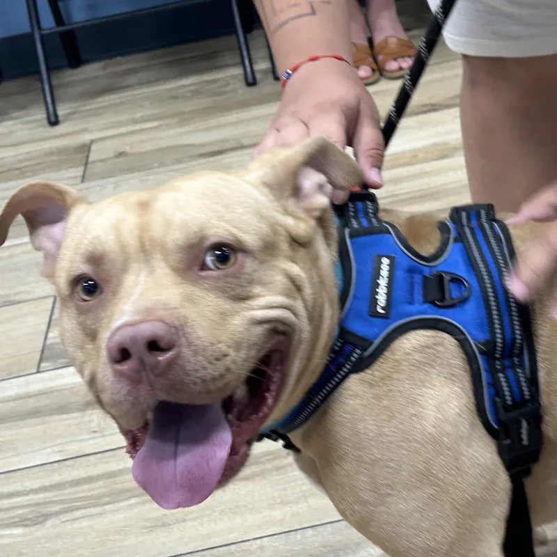 An adult medium-sized male Yellow / Tan / Blond / Fawn Pit Bull Terrier dog named Zeus for adoption in Newark, NJ