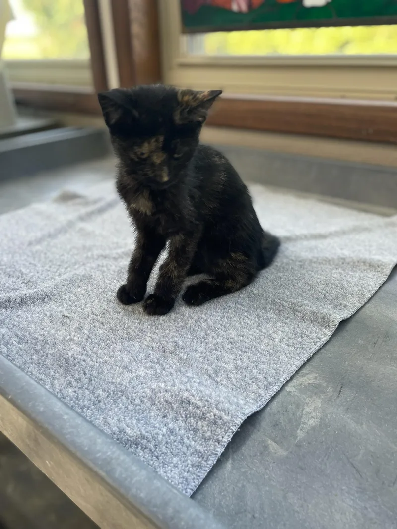 A baby medium-sized female Tortoiseshell Domestic Short Hair cat named Coca Cola for adoption in Neillsville, WI