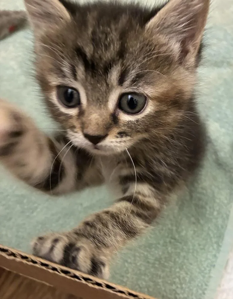 A baby small-sized female Domestic Short Hair cat named Diamond for adoption in Saint Augustine, FL