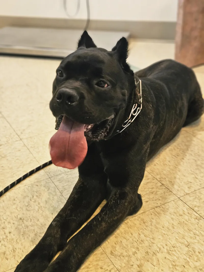 A young extra large-sized male Brindle Cane Corso dog named Luca for adoption in Bluffton, IN