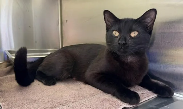 A young small-sized female Domestic Short Hair cat named Nebula for adoption in Brighton, CO