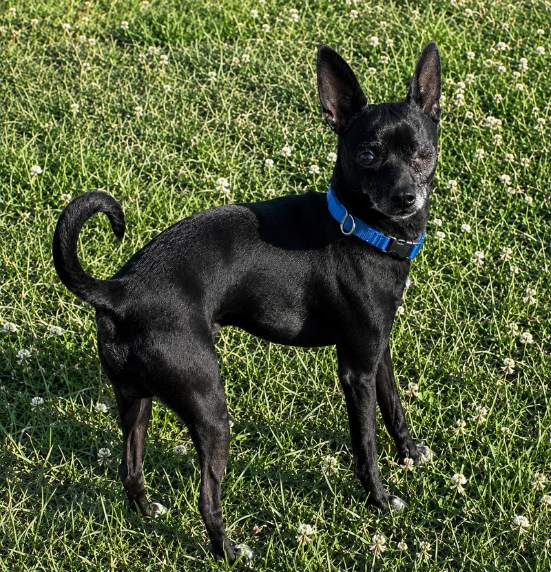 An adult small-sized male Black Chihuahua dog named Chewy for adoption in GREENVILLE, NC