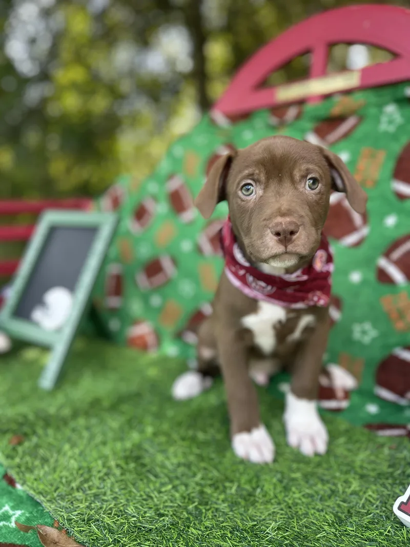 A baby medium-sized male American Staffordshire Terrier dog named Hershey for adoption in Sebring, FL