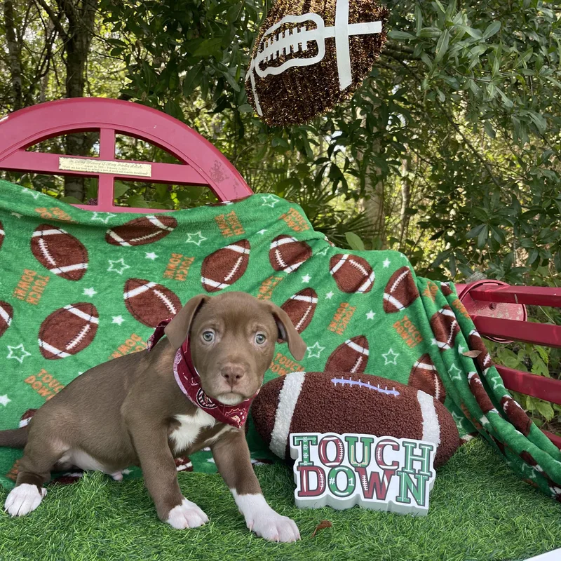 Hershey thumbnail 2