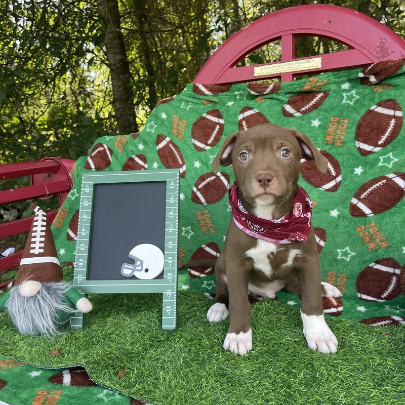 Hershey thumbnail 3